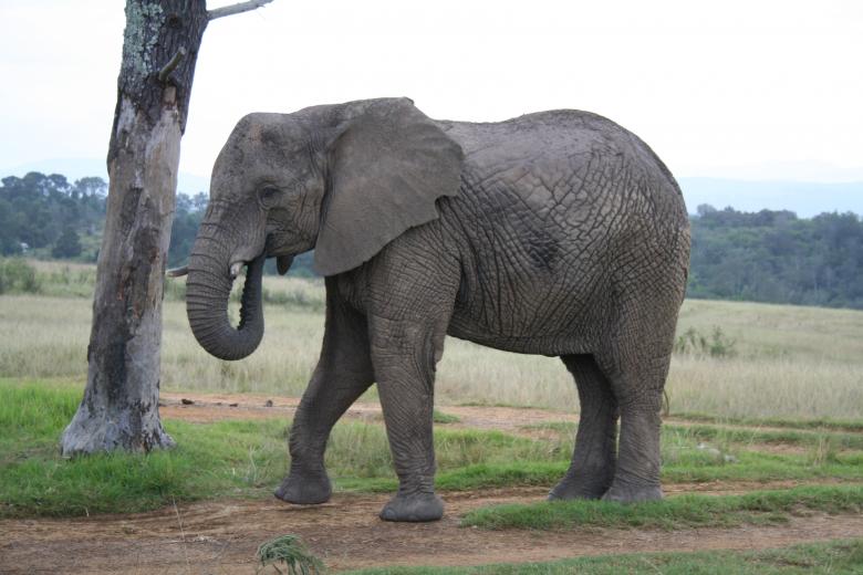 Free stock image of Elephant created by Julien