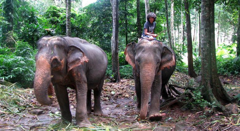 Free stock image of Elephants on Koh Chang created by Vincent Barlet