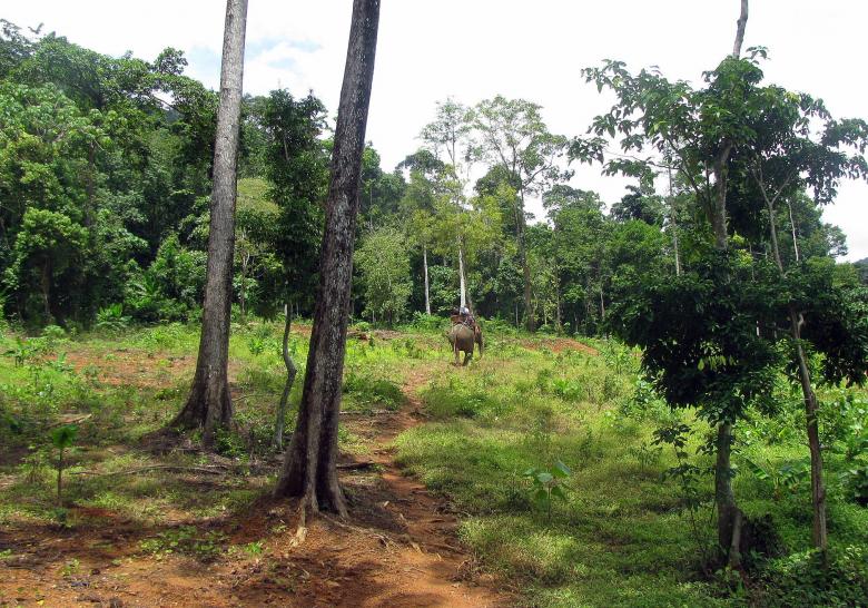 Free stock image of Jungle trekking created by Vincent Barlet