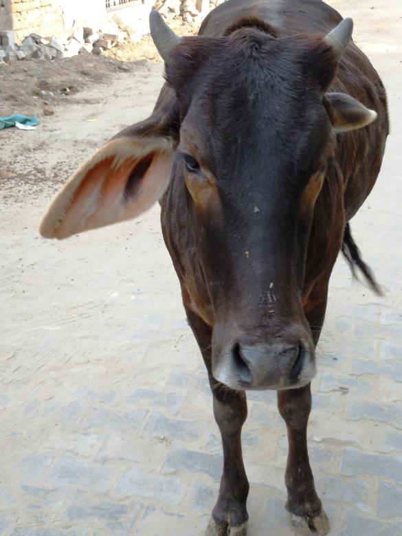 Free stock image of Wandering Homeless Cow created by Kamala Sharma