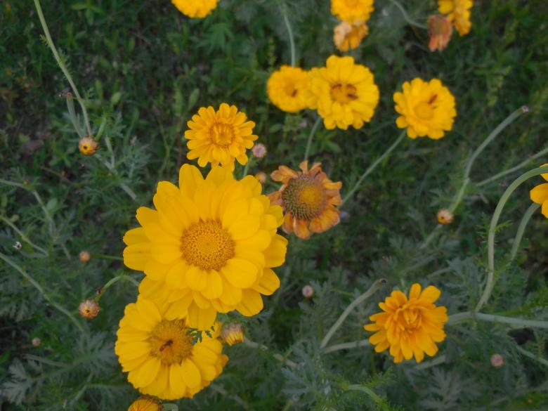Free stock image of Beautiful Wildflowers created by Kamala Sharma