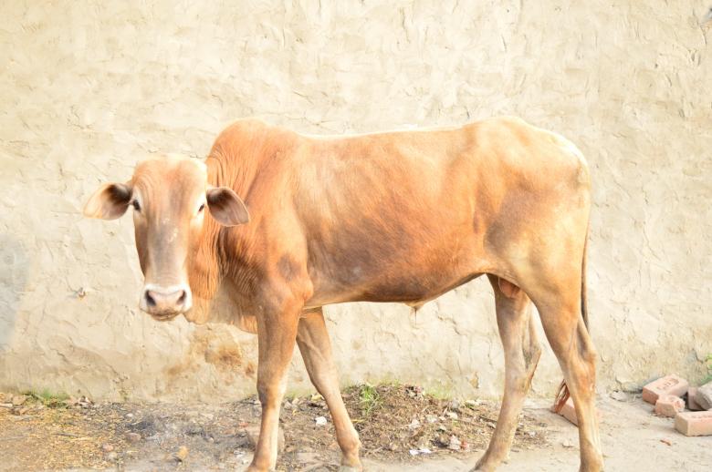 Free stock image of Cow in the Farm created by Kamala Sharma