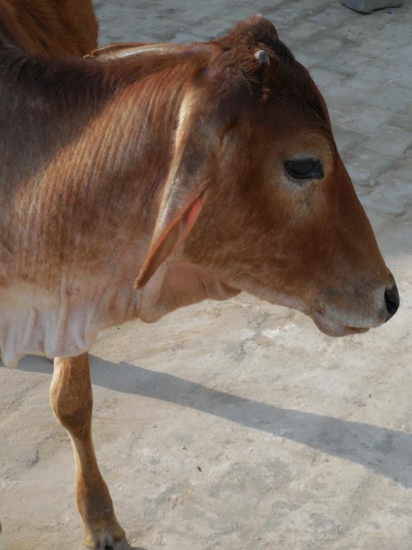 Free stock image of Cow Farm created by Kamala Sharma