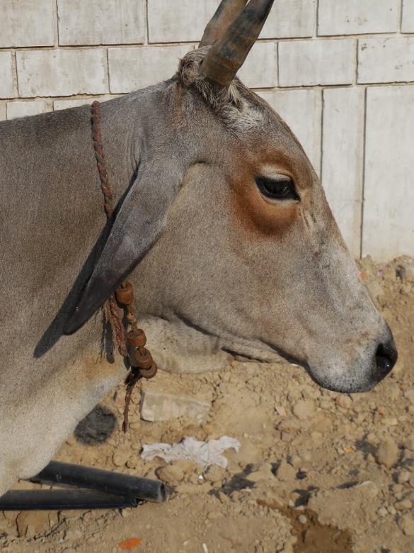 Free stock image of Cattle Farm created by Kamala Sharma