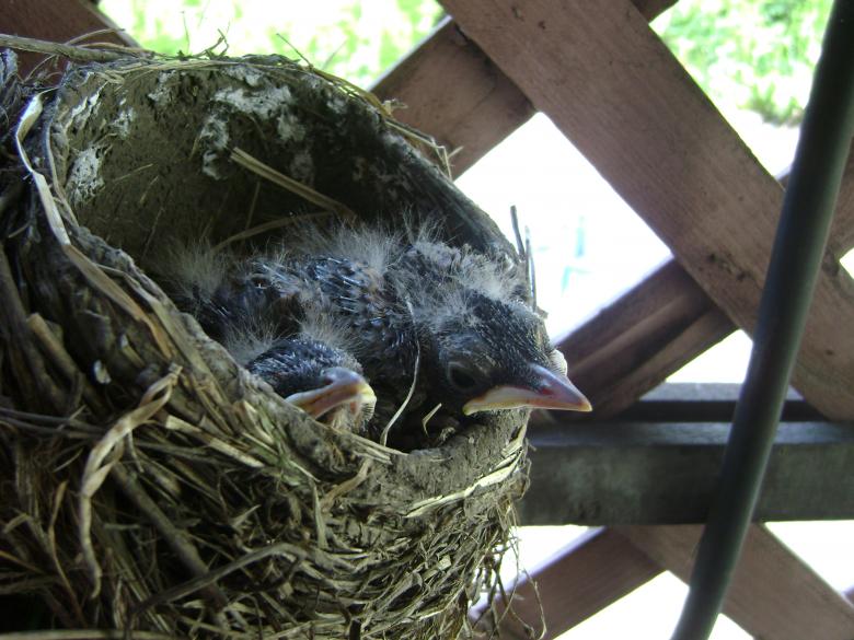 Free stock image of Baby birds created by Charles Washington