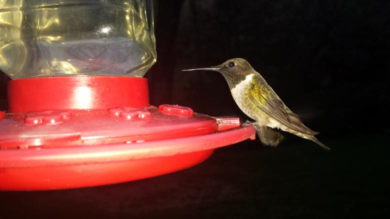 Free stock image of Hummingbird created by Nature Girl