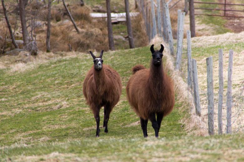 Free stock image of Alpaca in field created by Geoffrey Whiteway