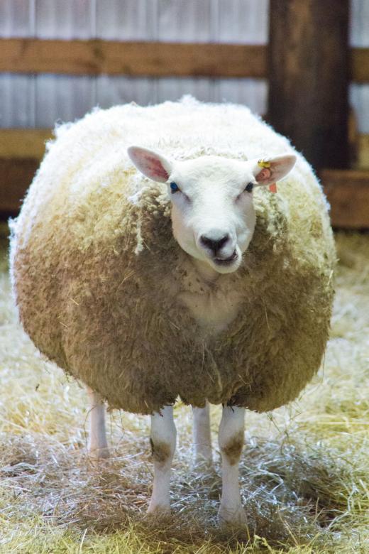 Free stock image of Sheep feeding created by Geoffrey Whiteway