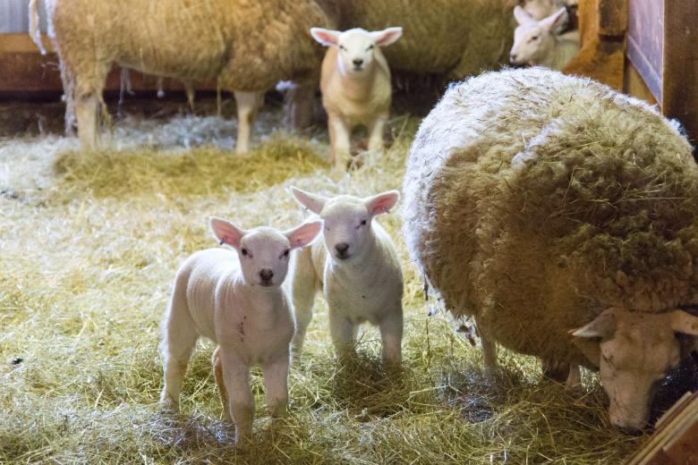 Free stock image of Sheep created by Geoffrey Whiteway