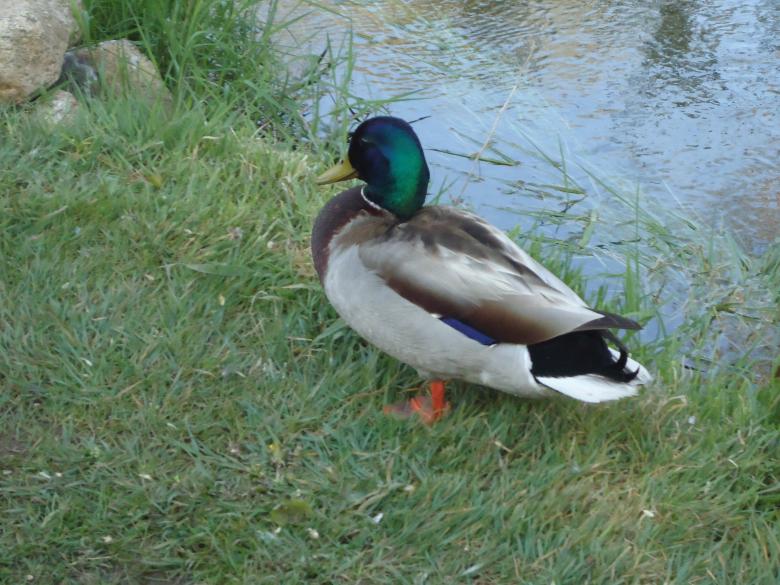 Free stock image of Male Mallard Duck created by Katharine Sparrow