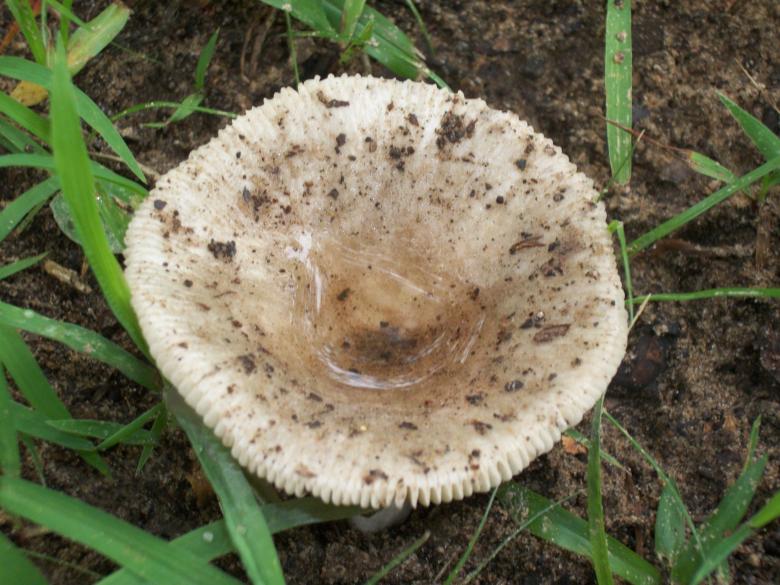 Free stock image of Wild Mushroom created by delicopsch56