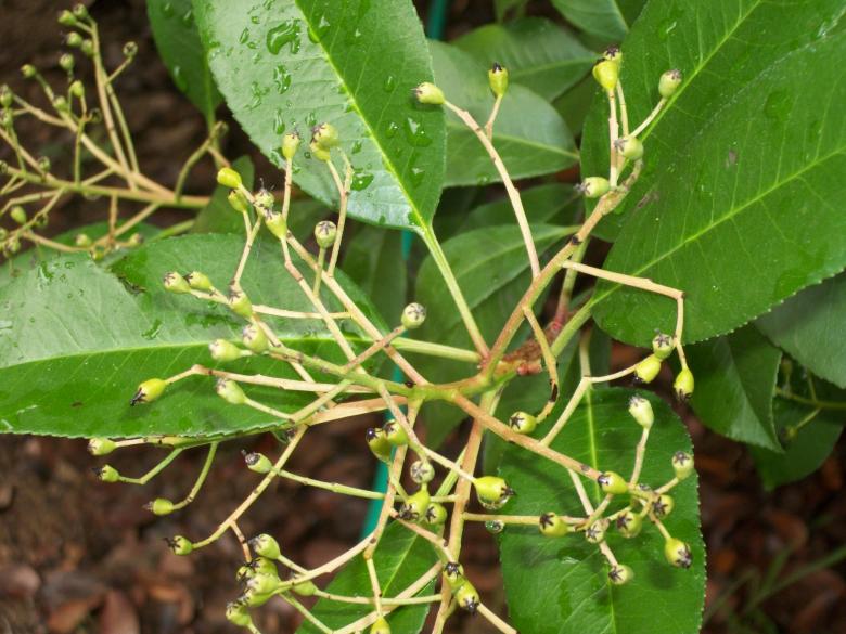 Free stock image of Bush leaves created by delicopsch56
