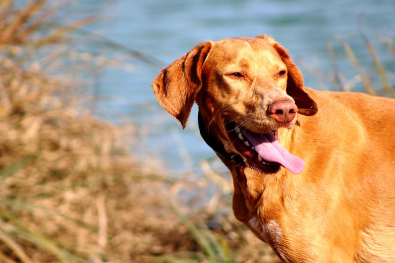 Free stock image of Dog with open mouth created by Imágenes Gratis