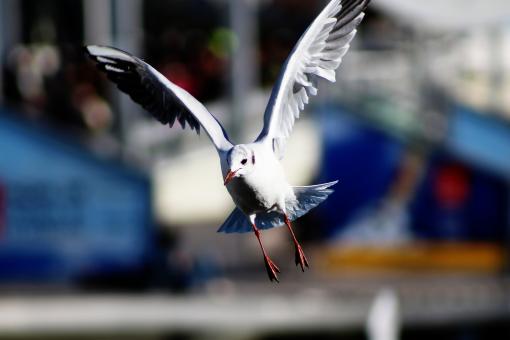 Seagull flying - Free Stock Photo