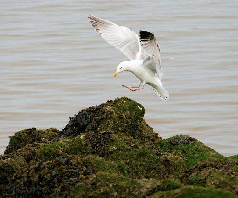 Free stock image of Landing gull created by Geoff Dallimore