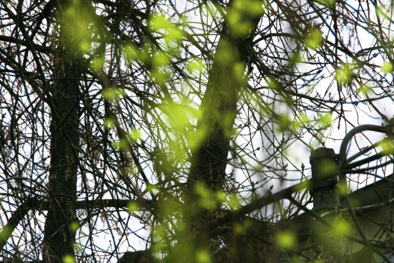 Free stock image of Leaves created by 2happy