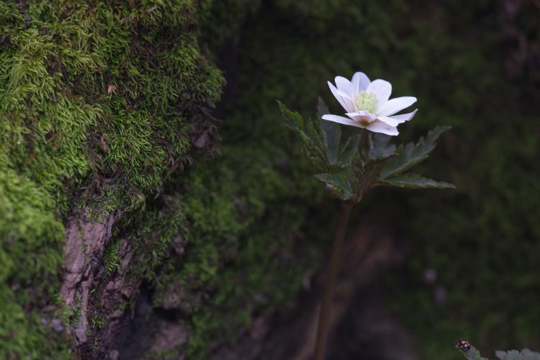 Free stock image of Spring Flower created by 2happy