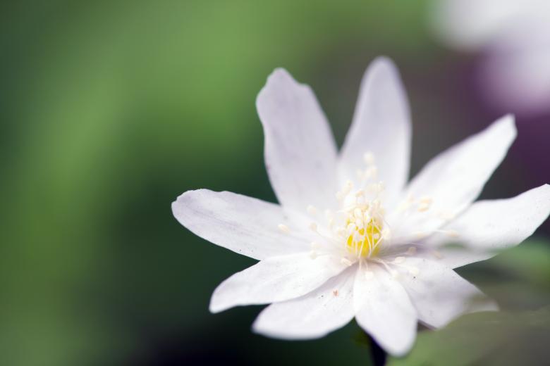 Free stock image of spring flower created by 2happy
