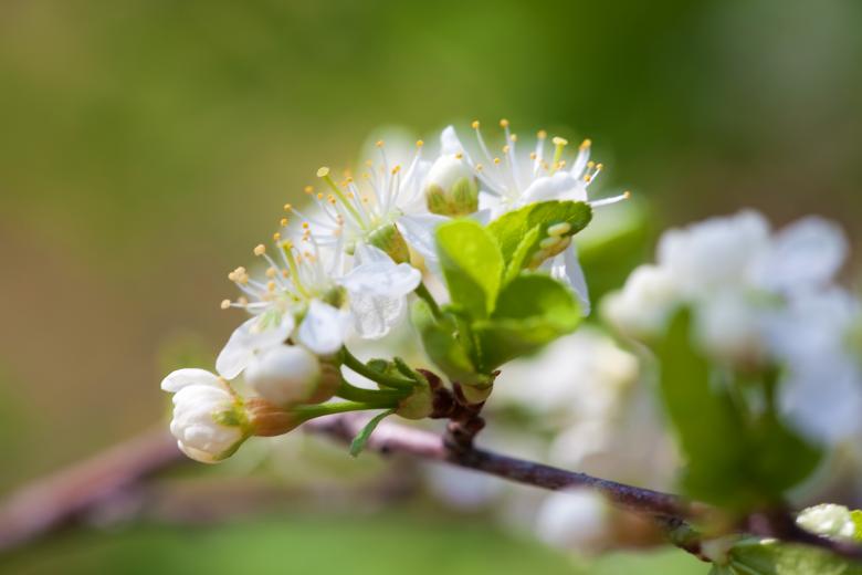 Free stock image of spring flowers created by 2happy