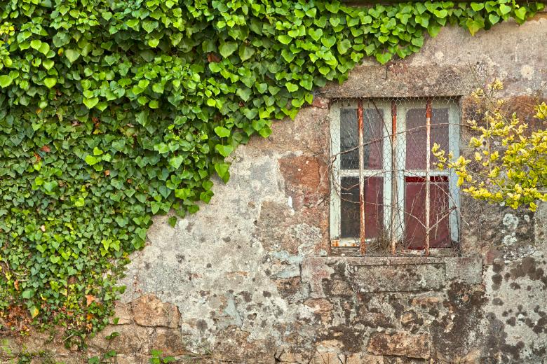 Free stock image of Ivy Wall - HDR created by Nicolas Raymond