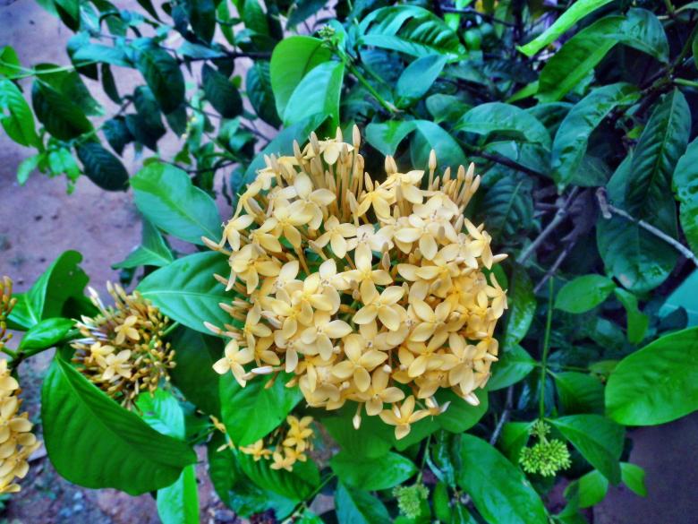 Free stock image of Yellow Ixora flower created by Anuraj R V