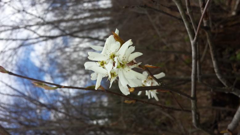 Free stock image of Signs Of Spring created by Nature Girl