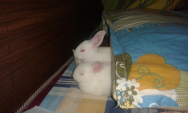 Free stock image of Rabbits created by taradi avinash