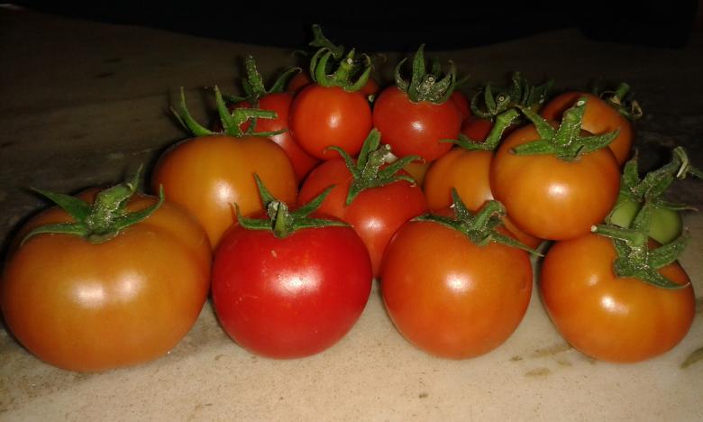 Free stock image of Tomatoes created by taradi avinash