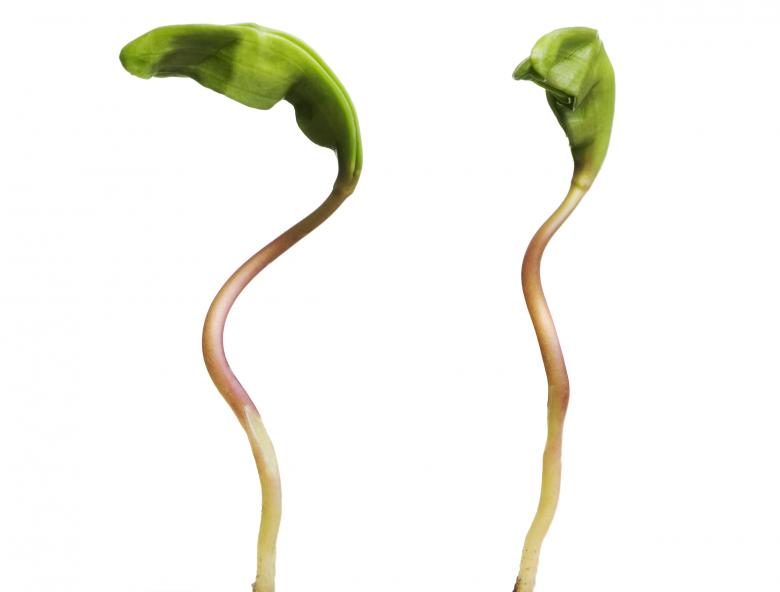 Free stock image of green plant created by 2happy
