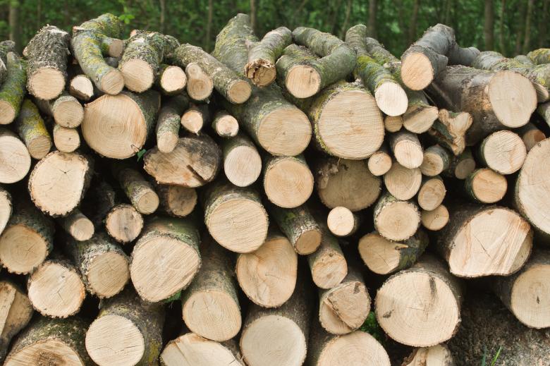Free stock image of Pile in the woods created by Dovicsin András