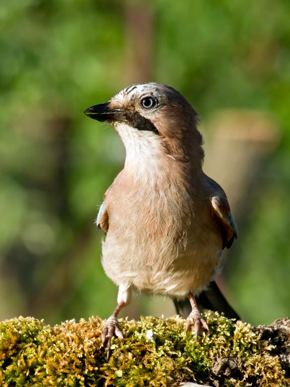 Free stock image of Jay bird (Garrulus glandarius) created by Dovicsin András