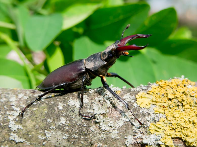 Free stock image of Stag beetle (Lucanus Cervus) created by Dovicsin András