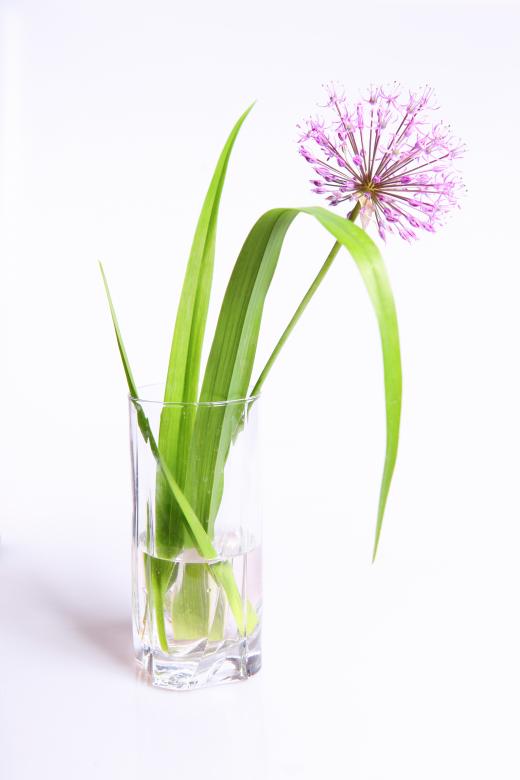 Free stock image of Flower in glass created by 2happy