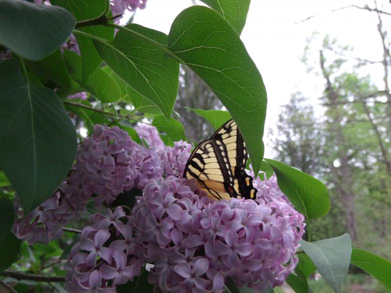Free stock image of Butterfly and Lilacs created by Nature Girl