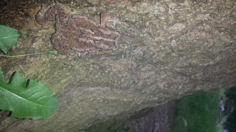 Free stock image of Toatally Camouflaged created by Nature Girl
