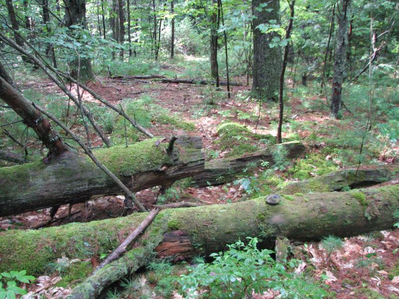 Free stock image of Fallen Trees with Moss created by Katharine Sparrow