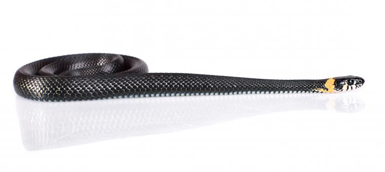 Free stock image of Black snake created by 2happy