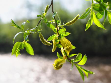 Green leaves