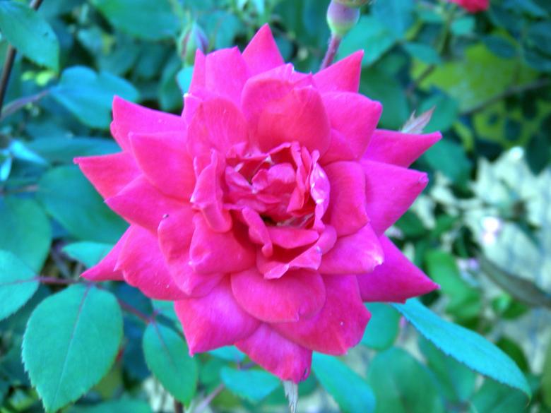 Free stock image of Red Rose created by Vincent alvino