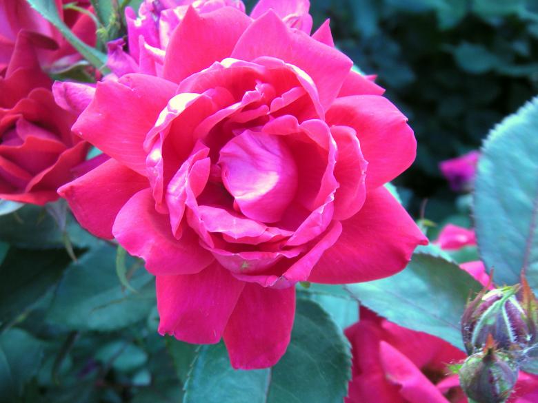 Free stock image of Red Rose created by Vincent alvino