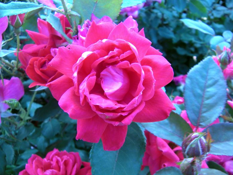 Free stock image of Red Rose created by Vincent alvino
