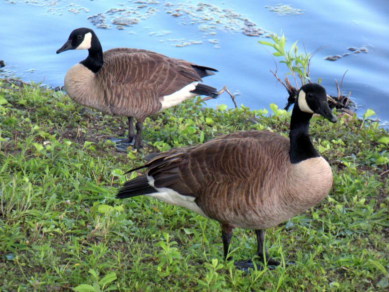 Free stock image of Two Canadian Geese created by Vincent alvino