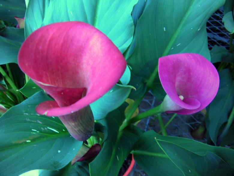 Free stock image of Pink Callow Lilies created by Vincent alvino