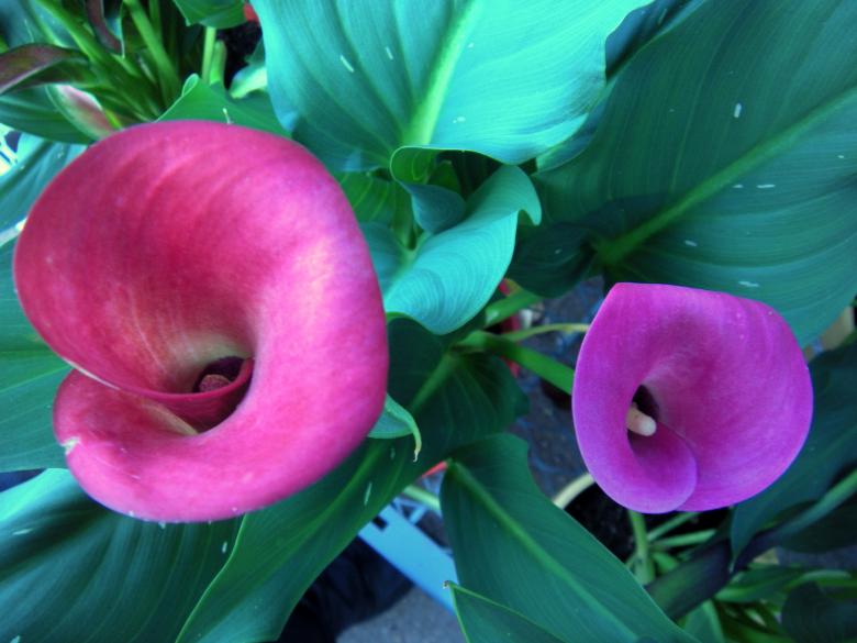 Free stock image of Pink Callow Lilies created by Vincent alvino