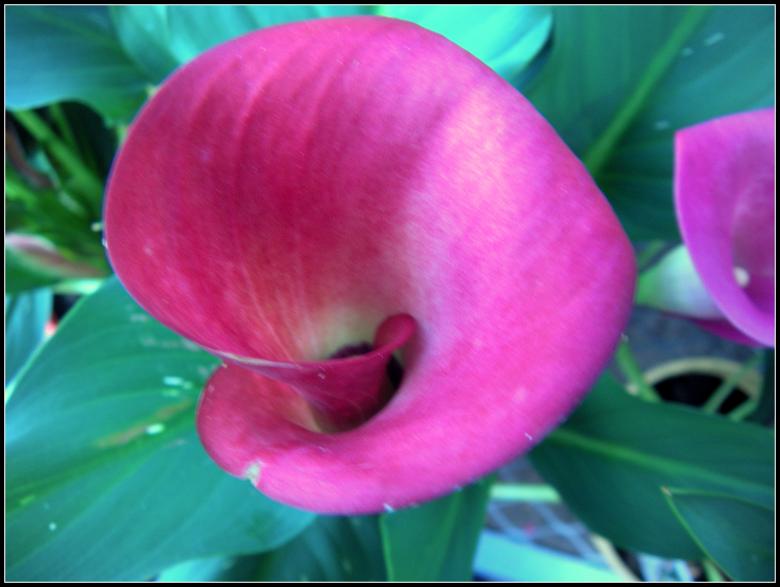 Free stock image of Pink Callow Lilies created by Vincent alvino