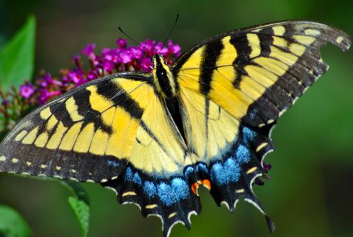 Butterfly - Free Stock Photo