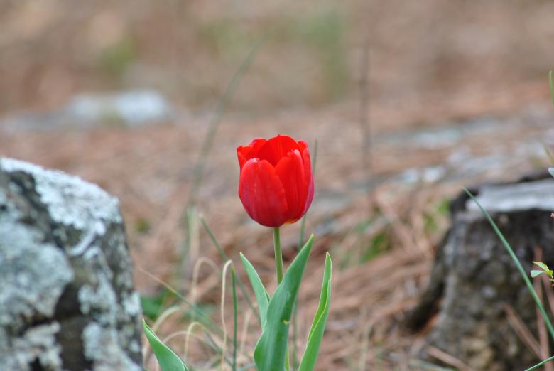 Free stock image of Red tulip created by Donald Johns