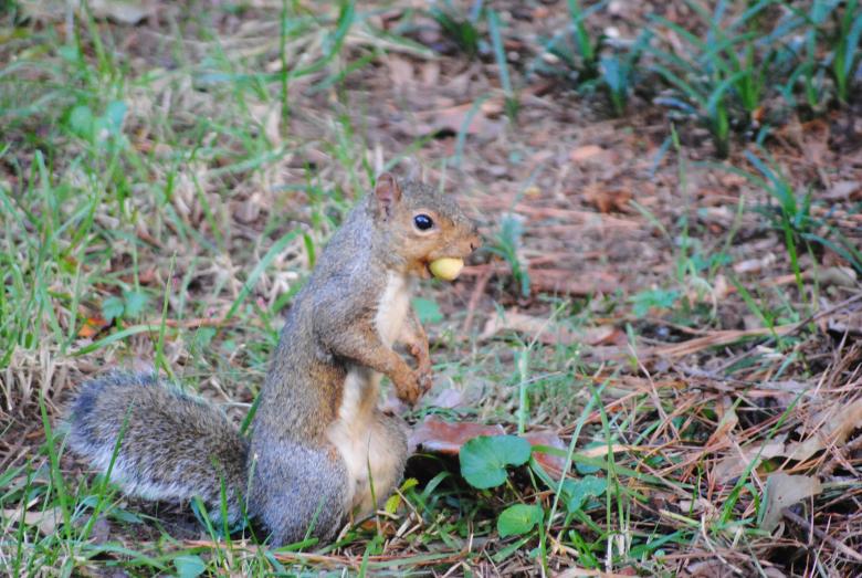 Free stock image of Nut in mouth created by Donald Johns