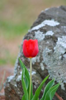 Red tulip - Free Stock Photo