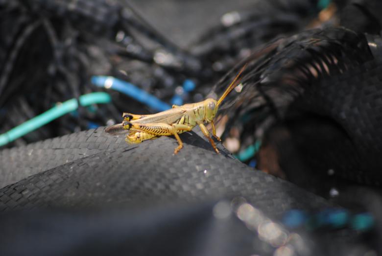 Free stock image of Wild Insect Closeup created by Donald Johns
